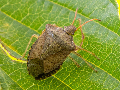 Consperse Stink Bug (Euschistus conspersus)