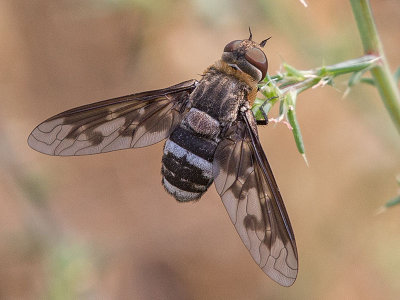 Bee-fly (Exoprosopa divisa)