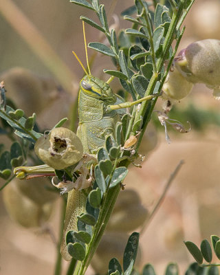 Green Bird Grasshopper (Schistocerca lineata)