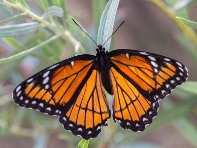 Viceroy (Limenitis archippus)