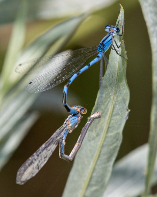 Northern Bluet (Enallagma annexum)