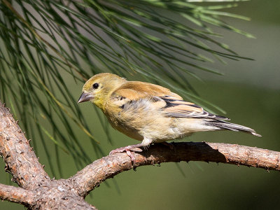 American Goldfinch juvenile