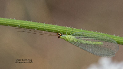 Green Lacewing (Chrysopidae)