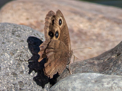 4587 Common Wood Nymph (Cercyonis pegala)