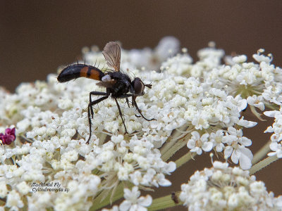 (Cylindromyia sp)