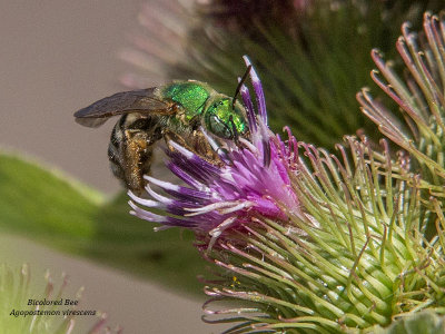 Bicolored Bee (Agapostemon virescens)