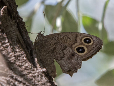 Common Wood Nymph