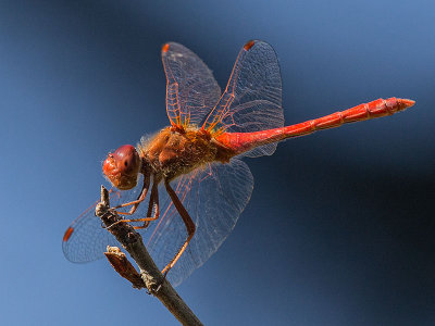 Saffron-winged Meadowhawk (Sympetrum costiferum)