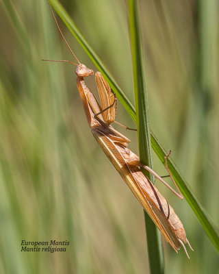 (Mantis religiosa) European Mantis