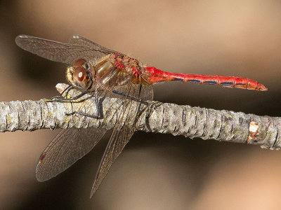 Striped Meadowhawk (Sympetrum pallipes)