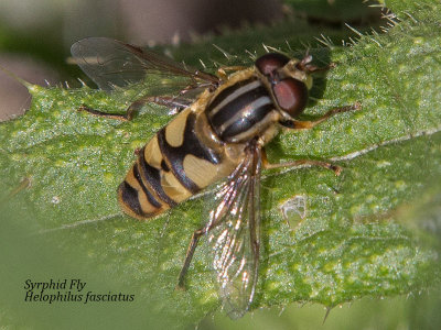 Helophilus fasciatus