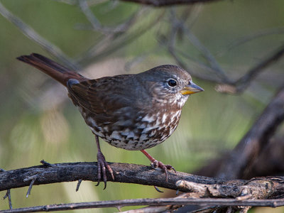 Fox Sparrow