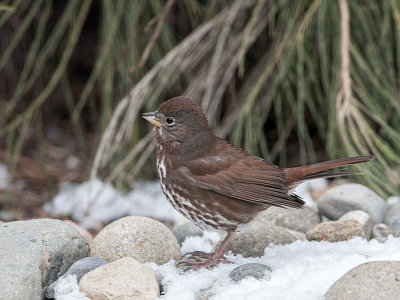 Fox Sparrow