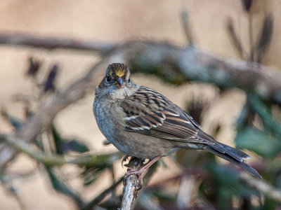 Golden-crowned Sparrow