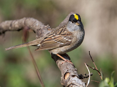 Golden-crowned Sparrow