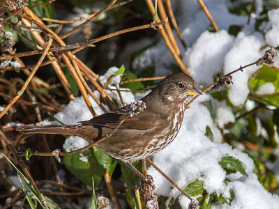 Fox Sparrow