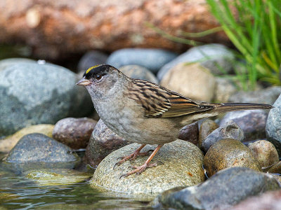 Golden-crowned Sparrow