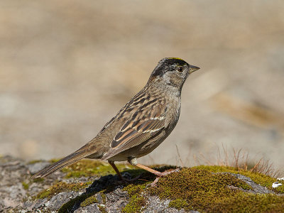 Golden-crowned Sparrow