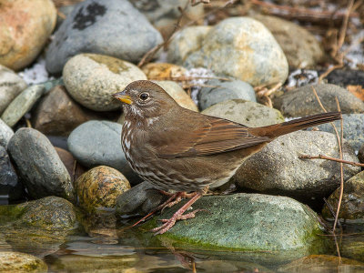 Fox Sparrow