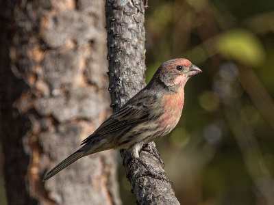 House Finch