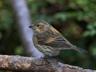 Purple Finch female