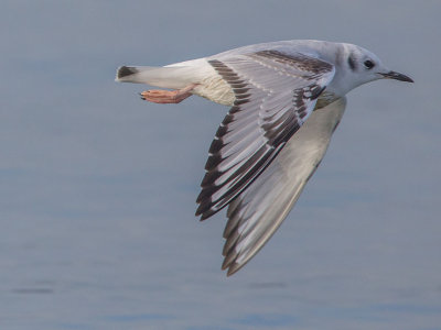 Bonaparte's Gull first winter