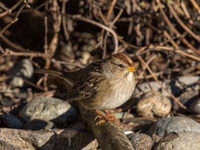 White-crowned Sparrow juvenile