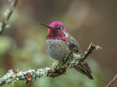 Anna's Hummingbird