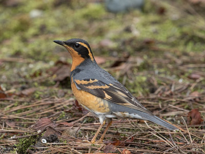 Varied Thrush