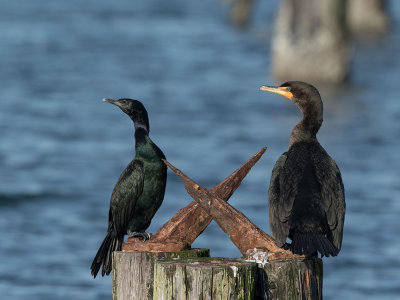 Cormorants