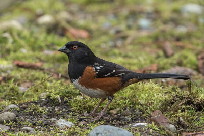 Spotted Towhee