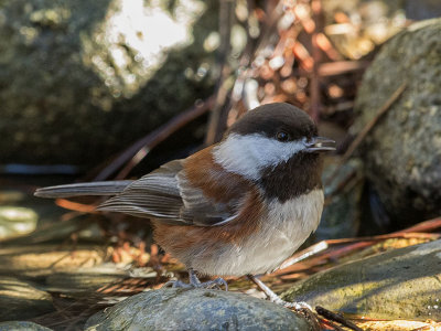 Chestnut-backed Chickadee