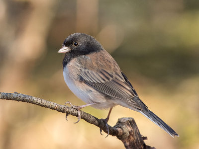 Dark-eyed Oregon Junco