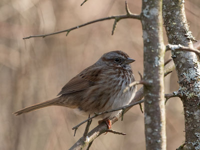 Song Sparrow