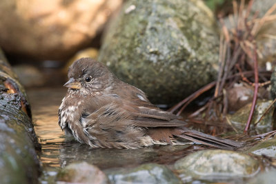 Fox Sparrow