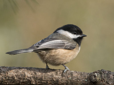 Black-capped Chickadee