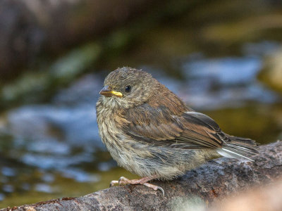 Dark-eyed Junco