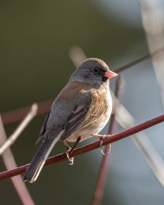 Dark-eyed Junco