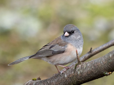 Dark-eyed Junco