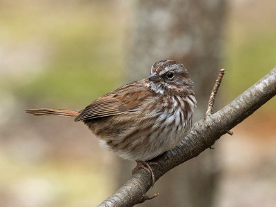 Song Sparrow