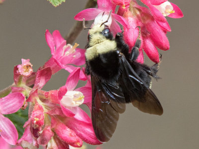 Yellow-faced Bumblebee (Bombus vosnesenskii)