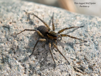 Thin-legged Wolf Spider (Pardosa sp)