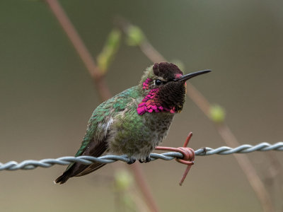 Anna's Hummingbird