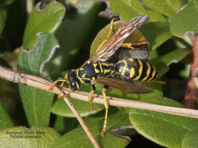European Paper Wasp (Polistes dominula)