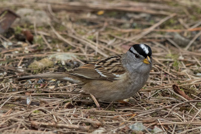 White-crowned Sparrow