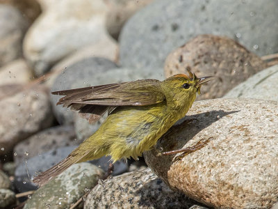 Orange-crowned Warbler