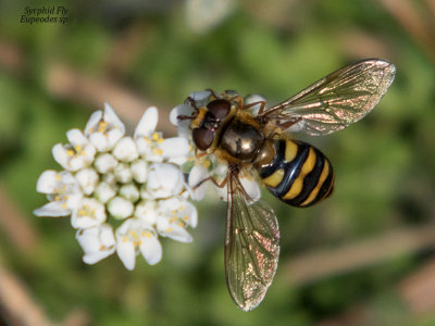 Syrphid Fly (Eupeodes sp)