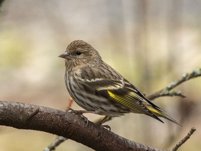 Pine Siskin