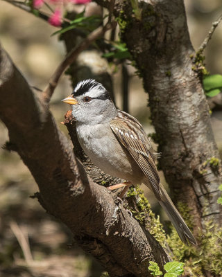 White-crowned Sparrow