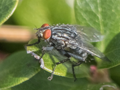 Flesh Fly (Sarcophagidae)